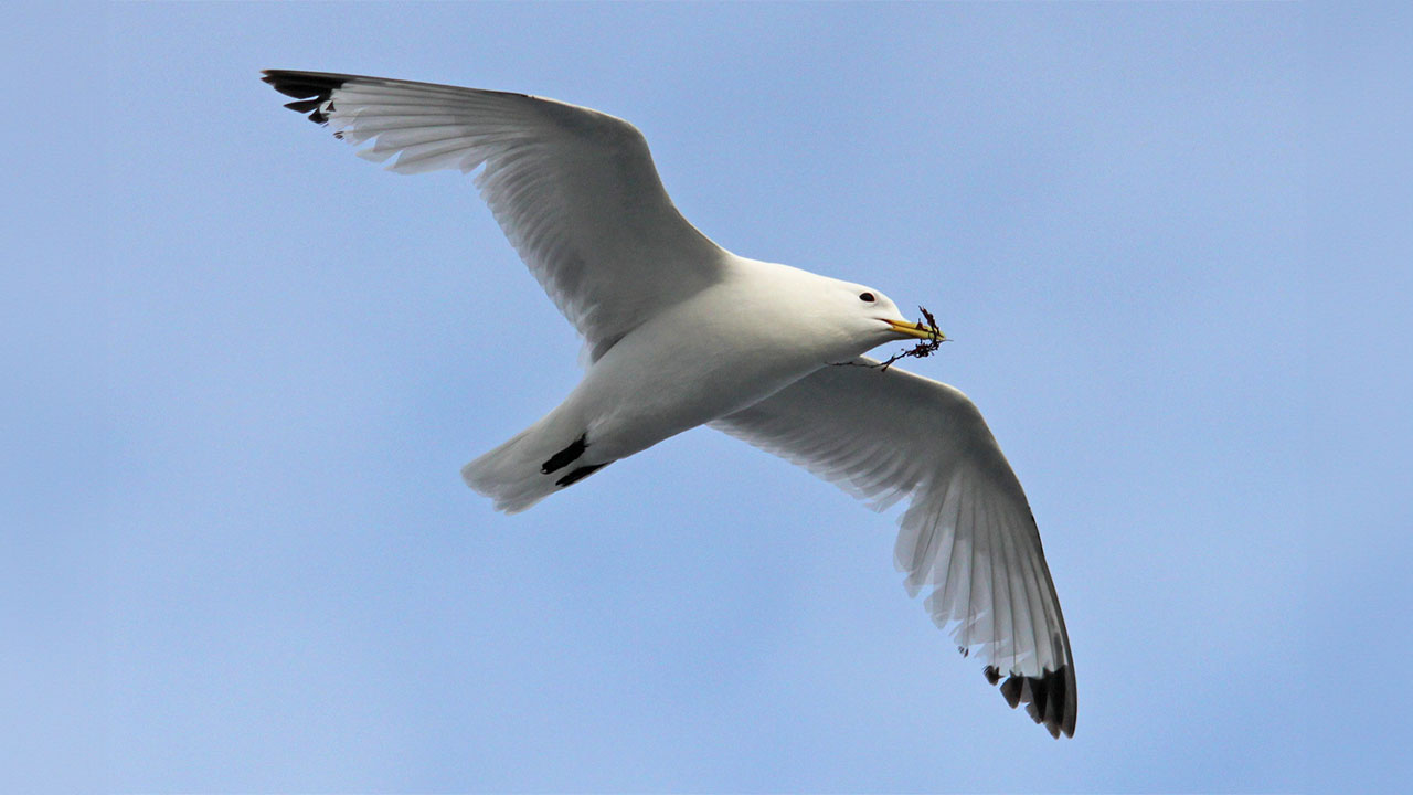 Black-legged kittiwake in flight
