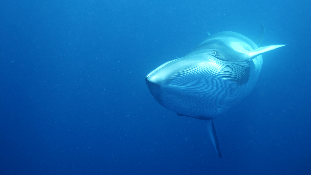 A head on view of a whale swimming underwater