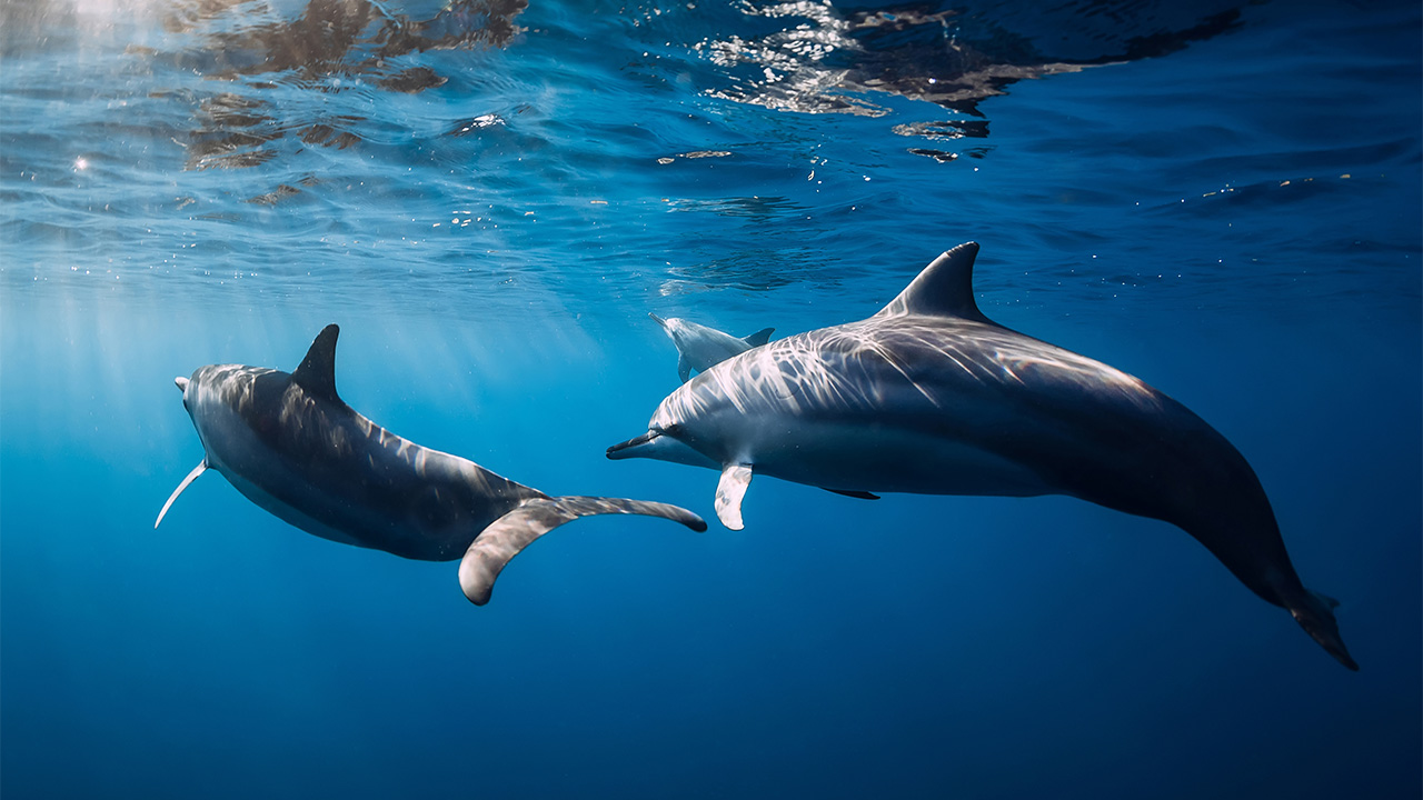 Three dolphins swimming underwater