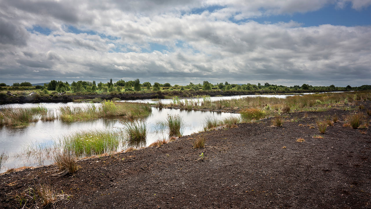 Peatland marsh with shallow reflective pools, tussock grasses and shrubs under a broad cloudy sky