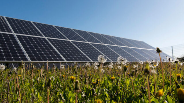 Ground mounted solar panels against a blue sky with grass and dandelions in the foreground