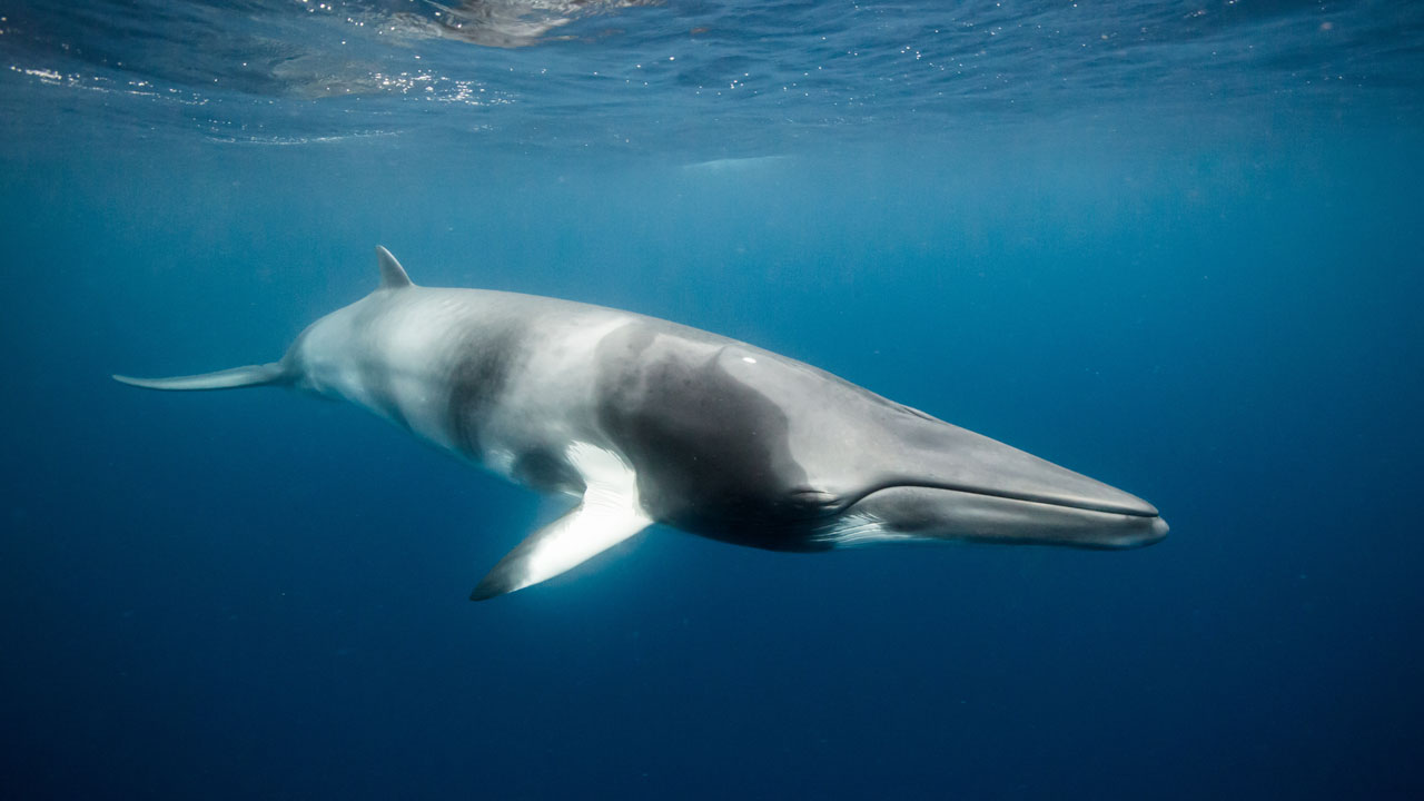 An underwater photograph of a Minke whale