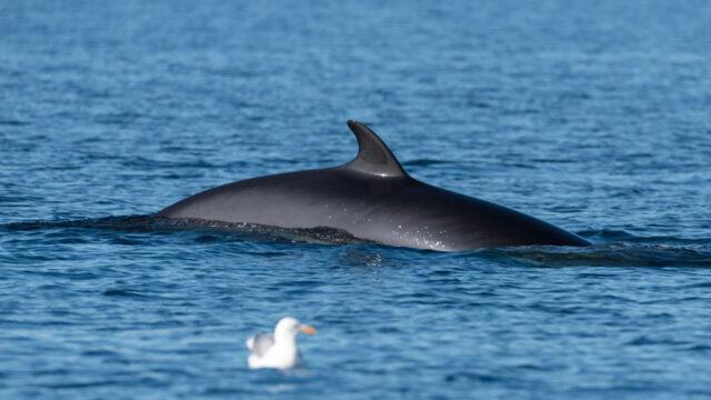 The back of a whale breaking the surface of the sea