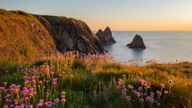 A view across the sea to the horizon from the clifftops with wildflowers in the foreground