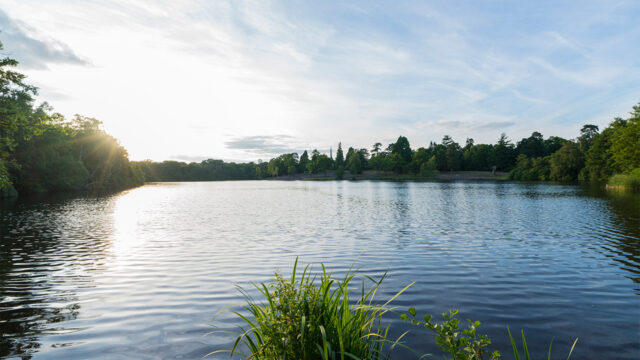 A view across a lake with trees and shrubs along the waters edge