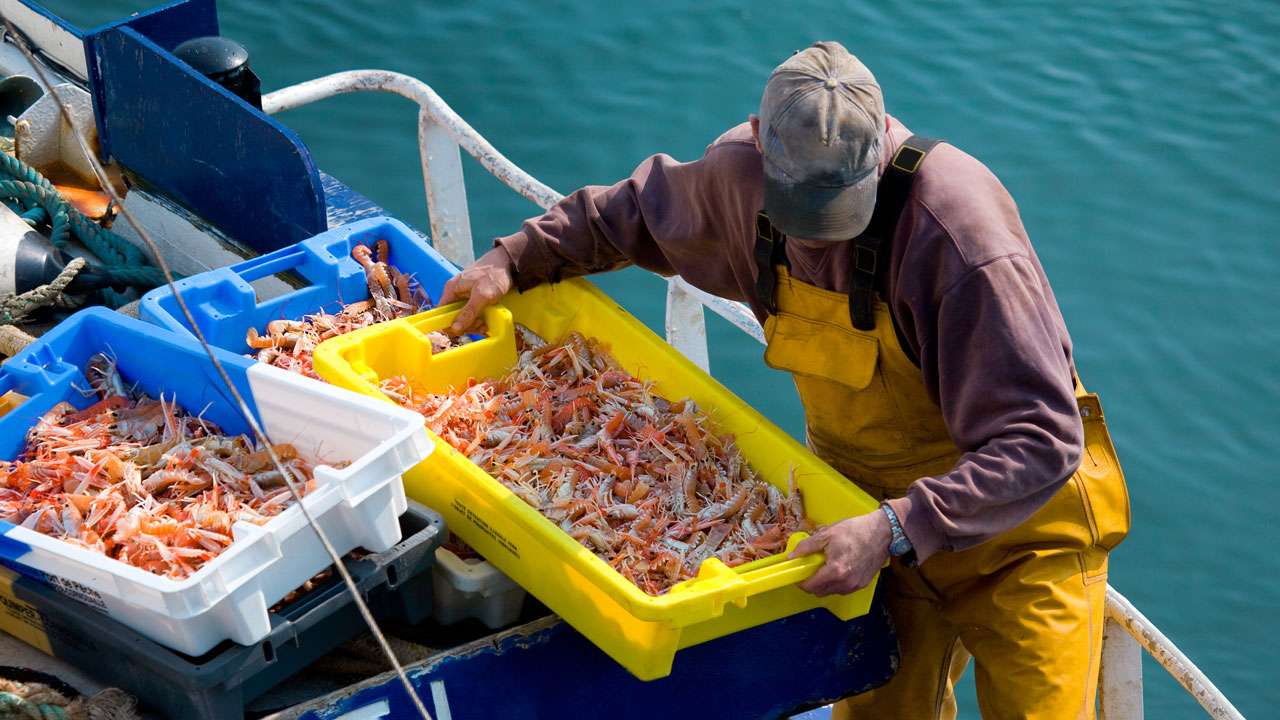 Fisherman lifting a large yellow plastic tray filled with langoustines