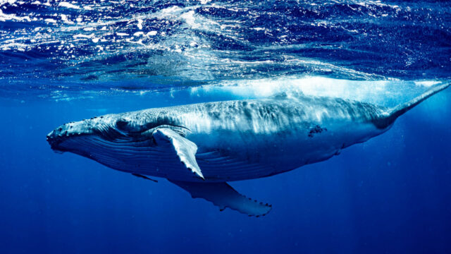 A Minke whale swimming underwater