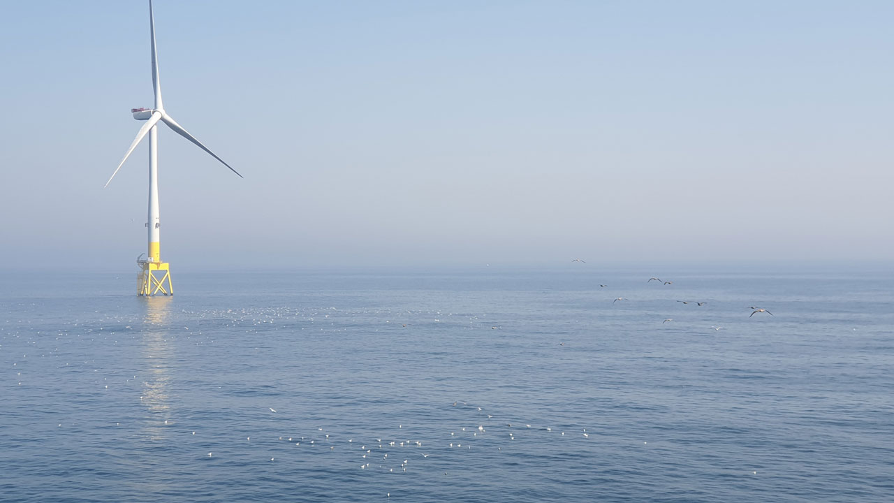 A group of seabirds floating on the sea near a wind turbine