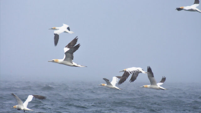 A group of gannets in flight over a large body of water