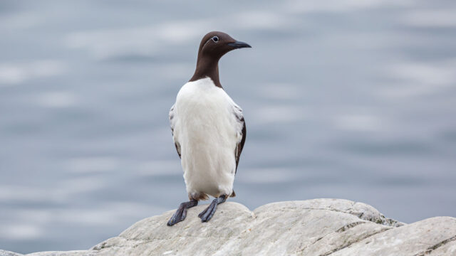 A single common Guillemot perched on a rock with the sea behind