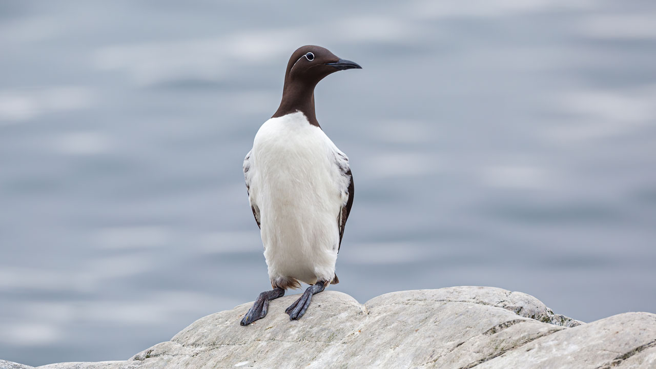 A single common Guillemot perched on a rock with the sea behind