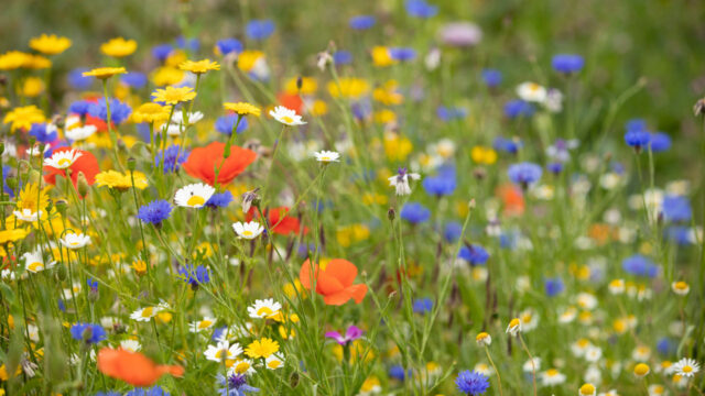 Colourful flowers in bloom in a spring wildflower meadow