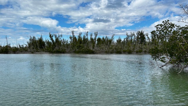 Inlet lined with mangroves