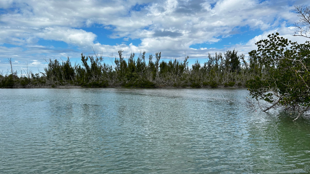 Inlet lined with mangroves