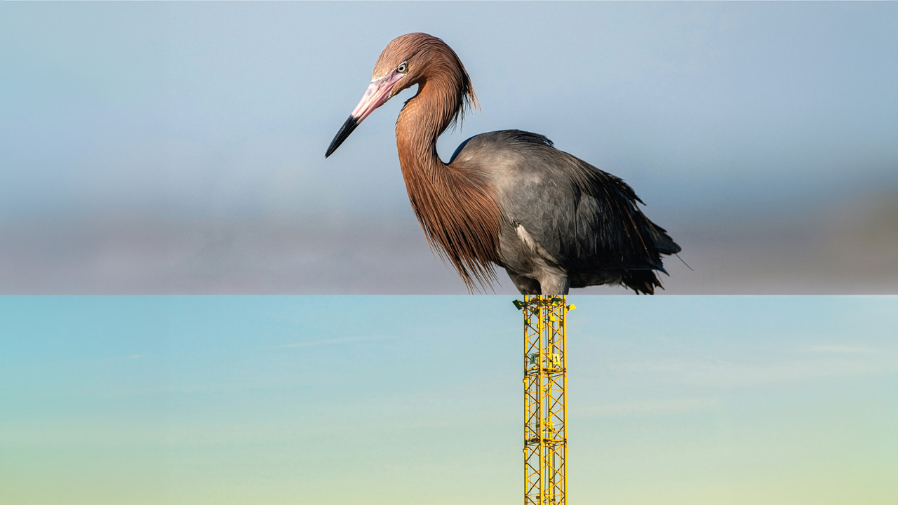 Photograph of a reddish-brown and gray heron perched on top of a yellow construction crane against a clear blue sky