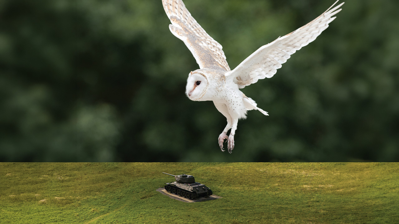Photograph of a barn owl in mid-flight above a grassy field with a small military tank positioned on the ground