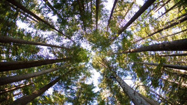 View from the ground looking up at the tops of trees against a blue sky