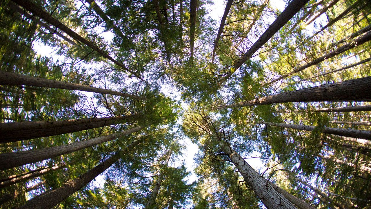 View from the ground looking up at the tops of trees against a blue sky