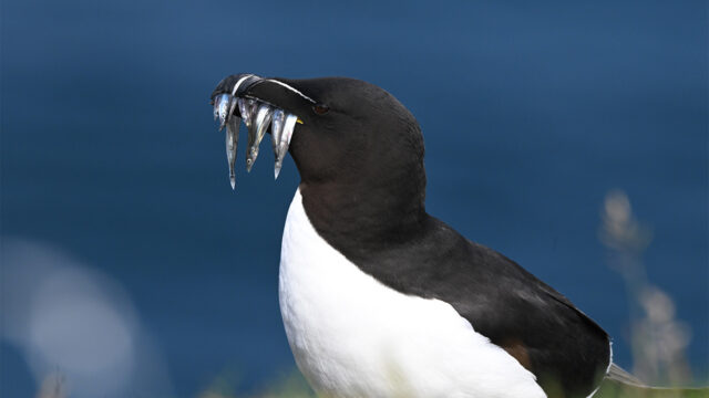 Closeup image of a razorbill bird with small silver fish in its mouth