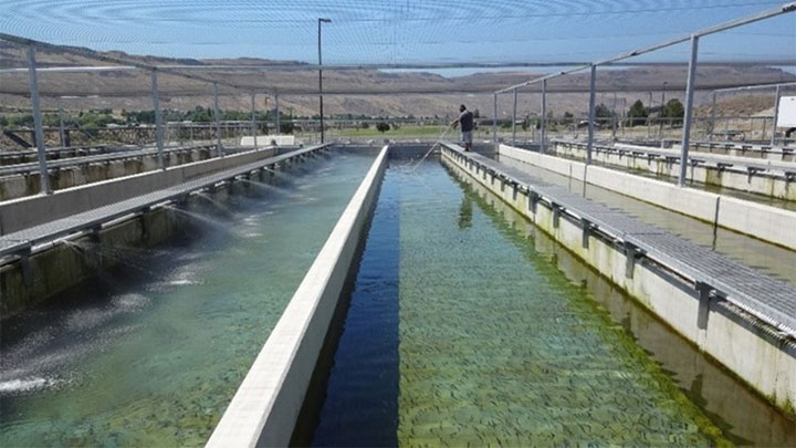 Raceways at Chief Joseph Hatchery in Bridgeport, Washington