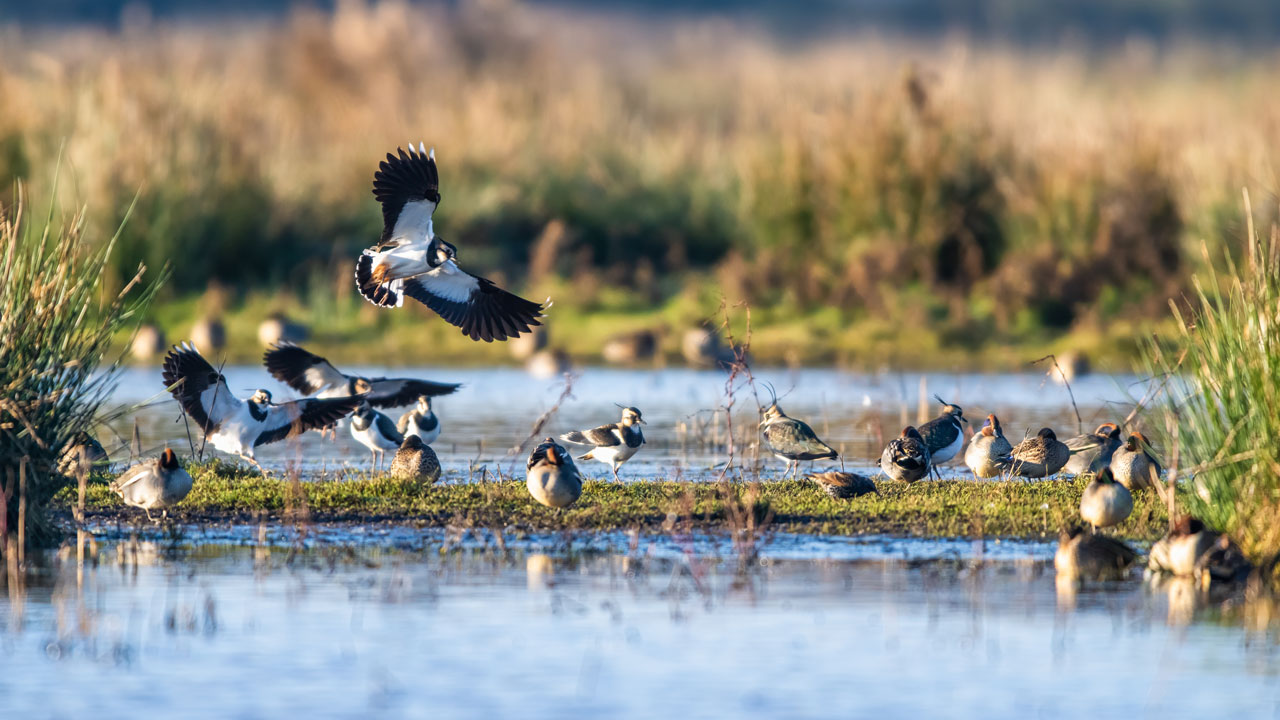 Northern Lapwing birds in flight over marsh lands
