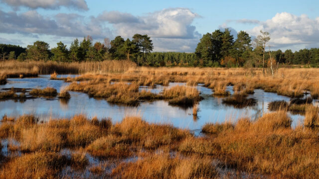 Peatland landscape with trees in the background