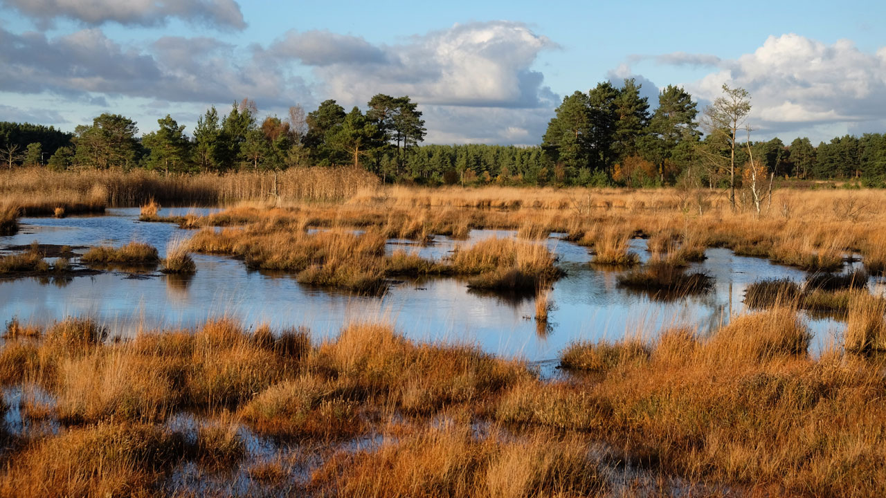 Peatland landscape with trees in the background